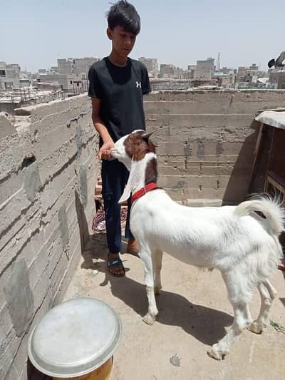 Bakra for sell 2 dant gulabi
