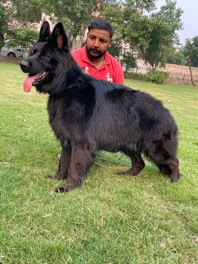 Long coat show quality pedigree male only  stud available 03224546936