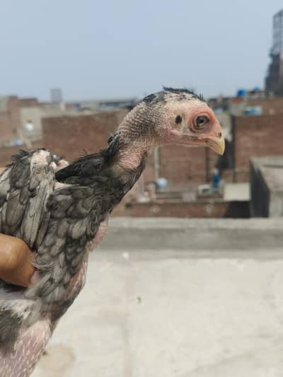 Pura Panus Pakoya patha or pathe pair for sale