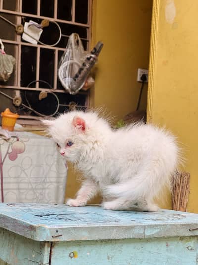 Persian kitten’s
