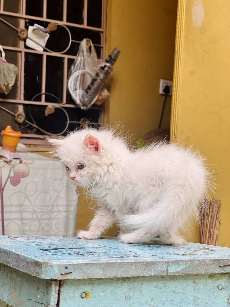 Persian kitten’s 0
