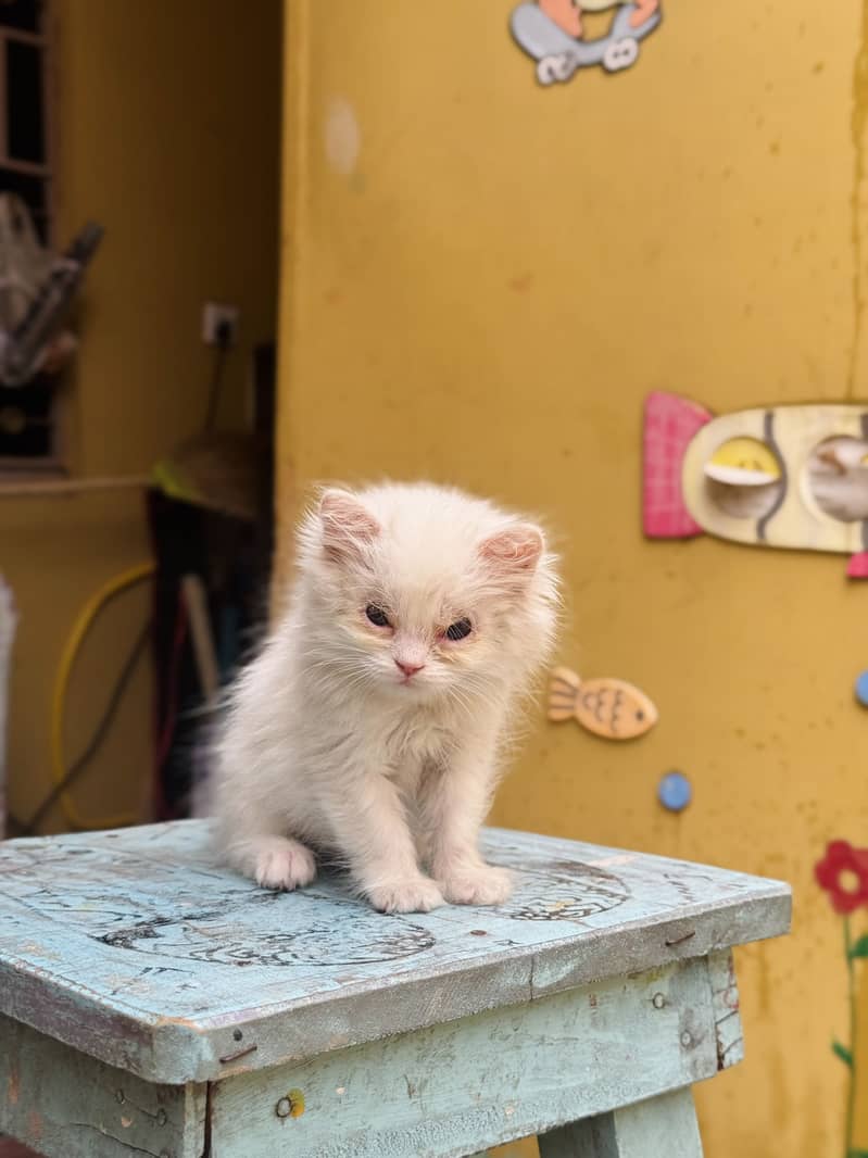 Persian kitten’s 1