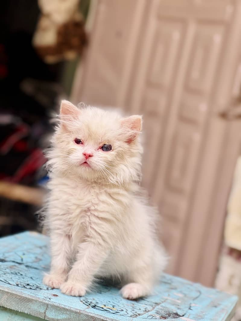Persian kitten’s 2