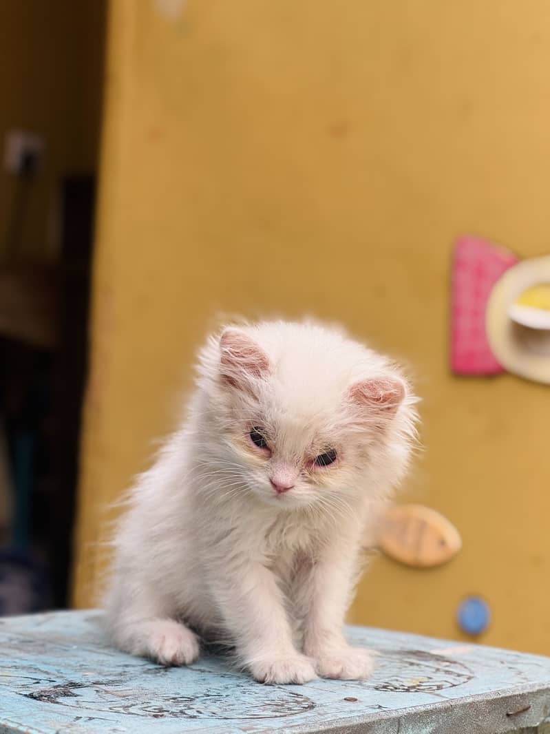 Persian kitten’s 3