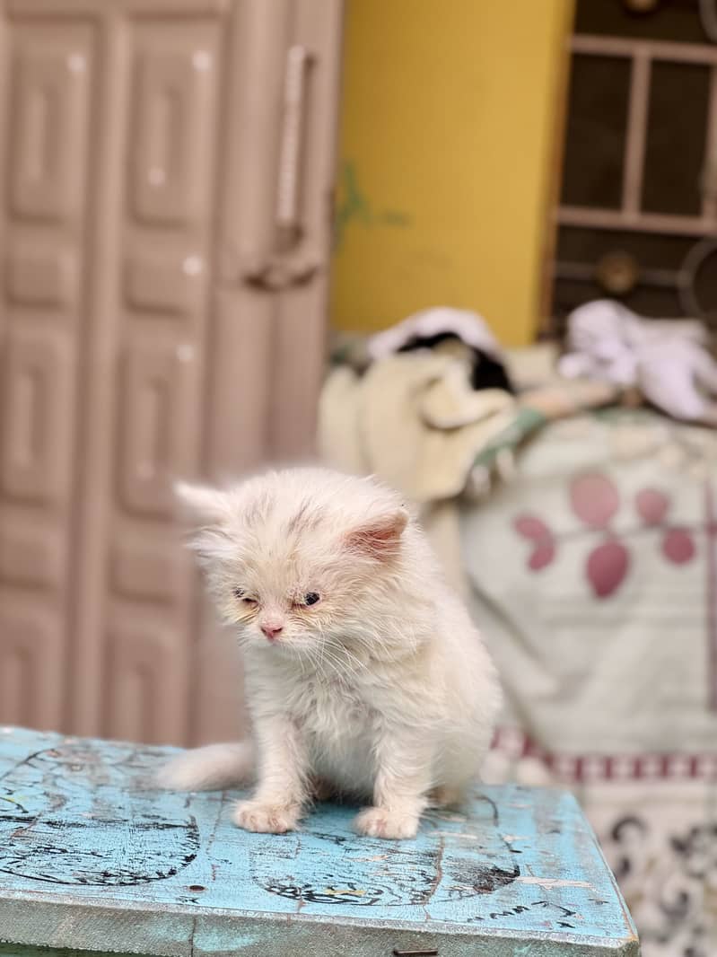Persian kitten’s 4