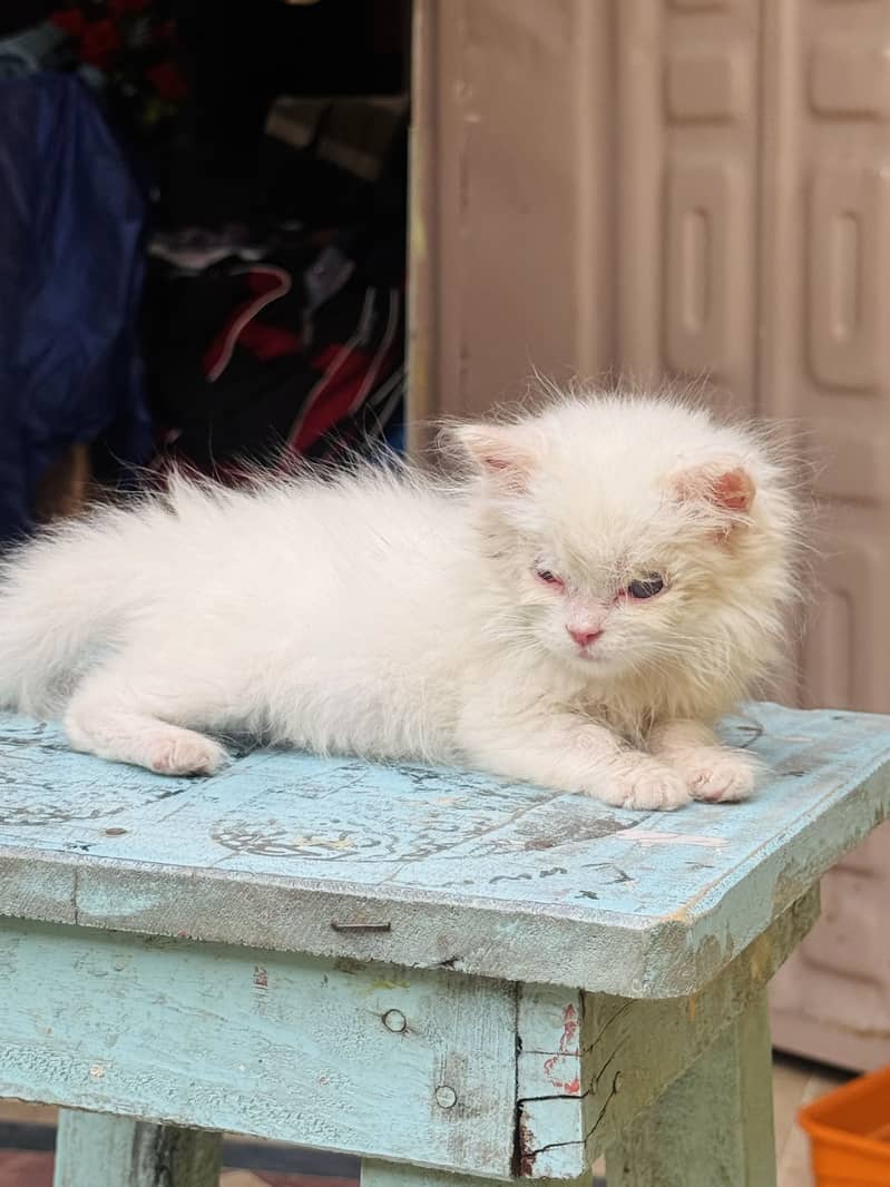 Persian kitten’s 5