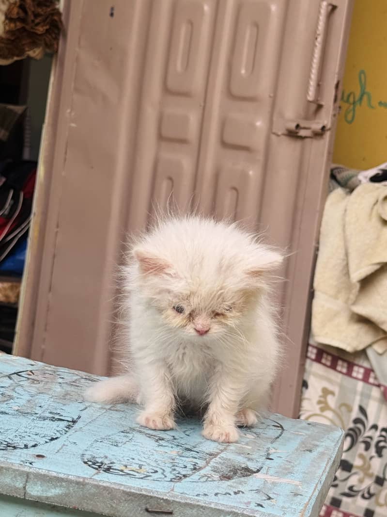 Persian kitten’s 6