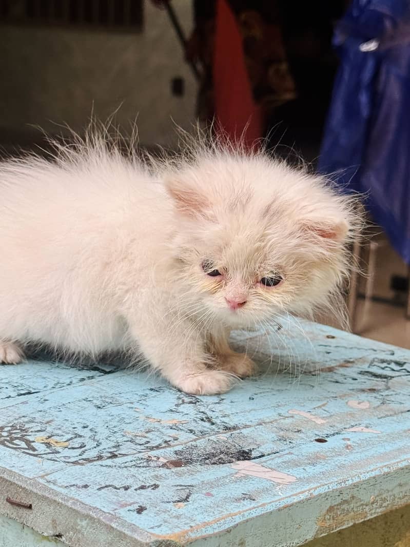 Persian kitten’s 7
