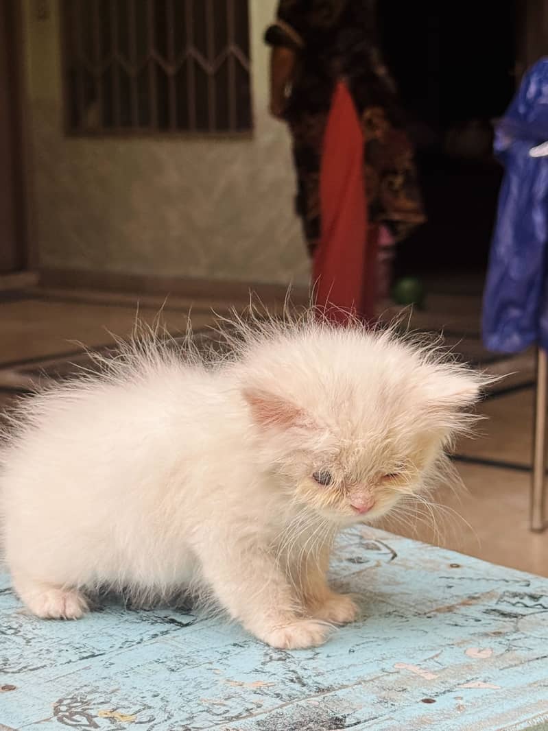 Persian kitten’s 8