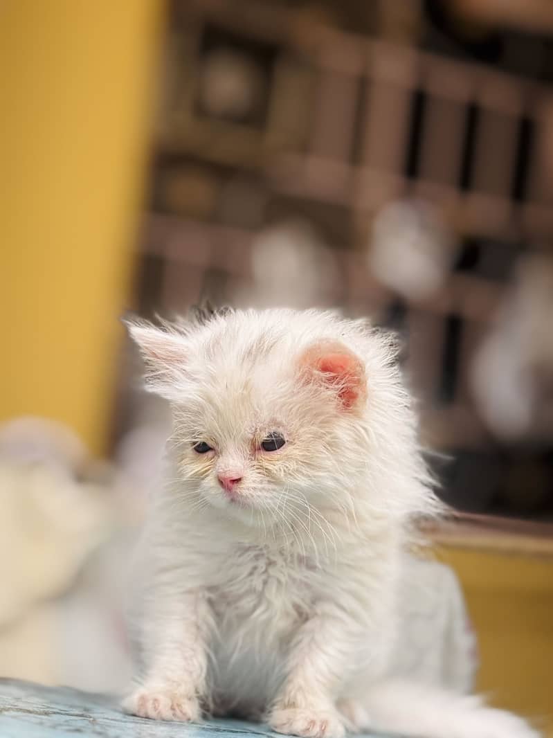 Persian kitten’s 9
