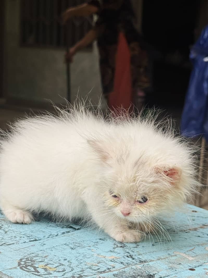 Persian kitten’s 10