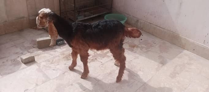 bakra for sale
