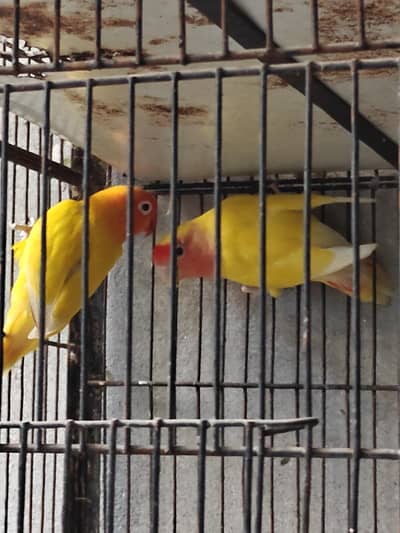 active and healthy pair