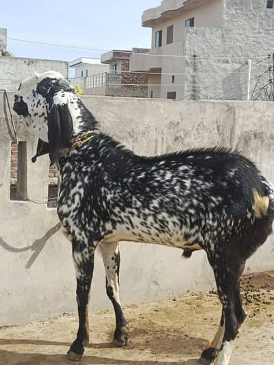 Makhichina Bakra pure dasi ghr ka tayar kie Huwa h