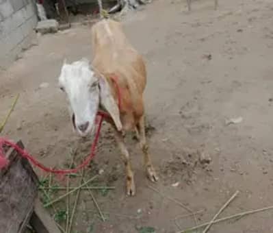 bakri for sale acchi bakri qurbani best option this price fix price