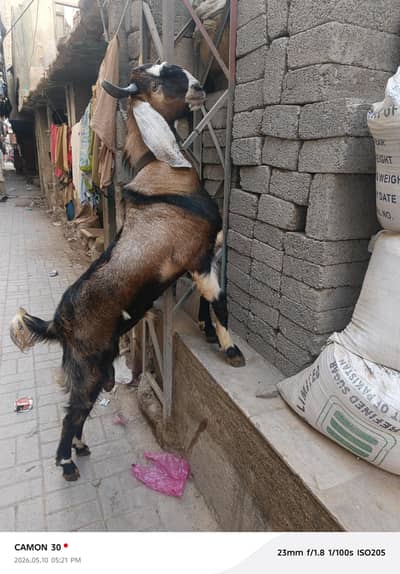 tapri bakra