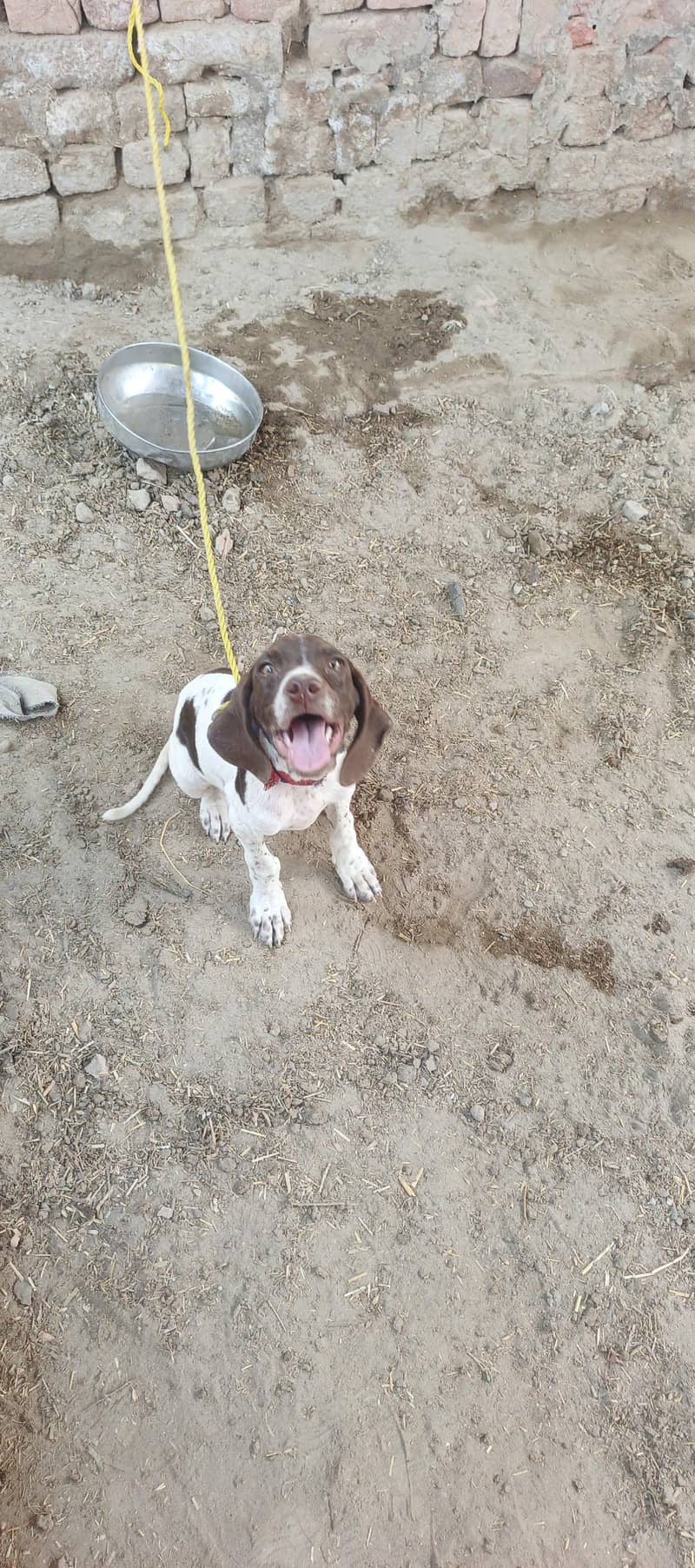 English pointer pair 0