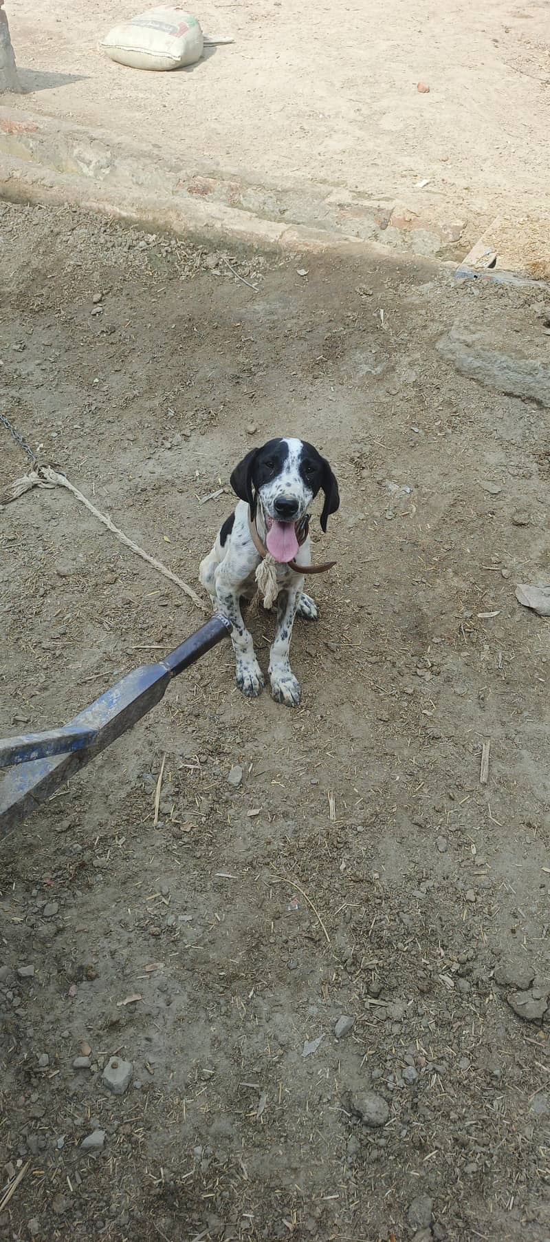 English pointer pair 1