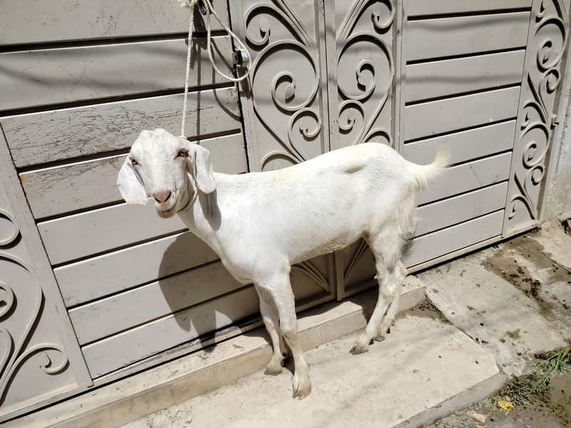 bakra 2 dant 7