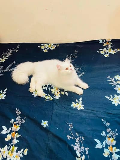 Persian cat for sale my WhatsApp number  03703659905