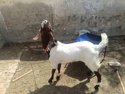 goats
