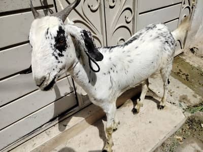 bakra 2 dant