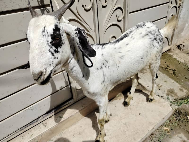 bakra 2 dant 0