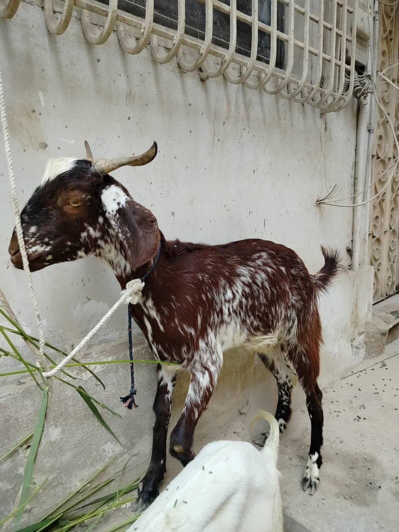 bakra 2 dant 1