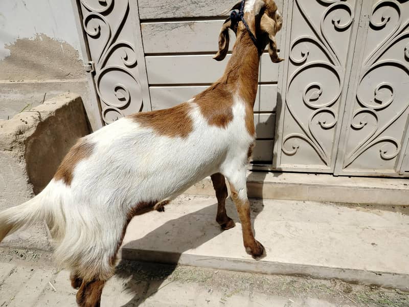 bakra 2 dant 2