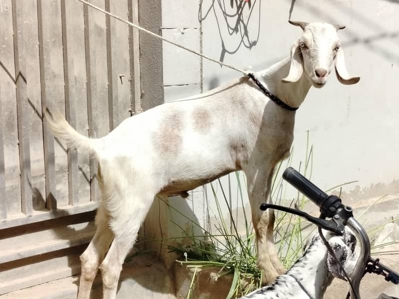 bakra 2 dant 3