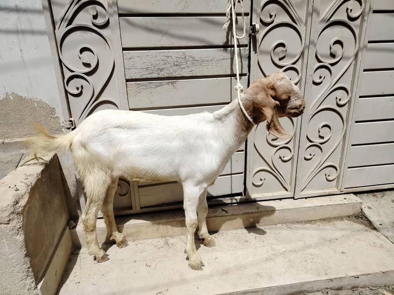 bakra 2 dant 4