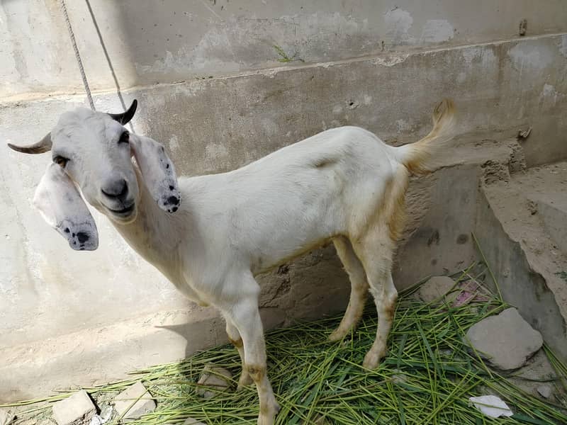 bakra 2 dant 6