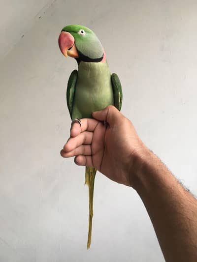 Raw parrot Full Tamed
