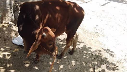 Sahiwal Wacha for sale 2 daant huny wala hy