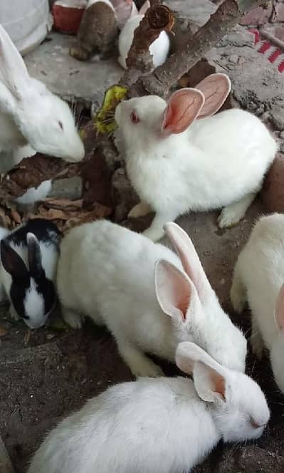 new Zealand bread rabbits for sale
