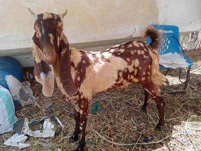 goats forsales