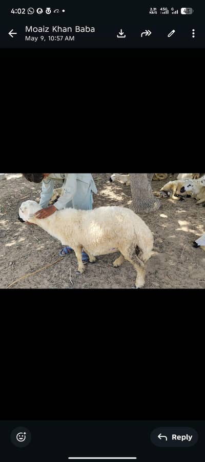 masha Allah behtren chakki wala dumba munasib price par 03229505803