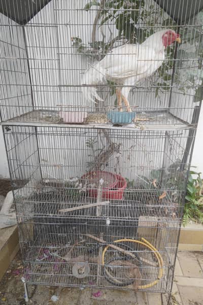 White murga and cage