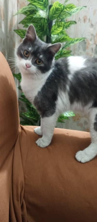 buetifull cat