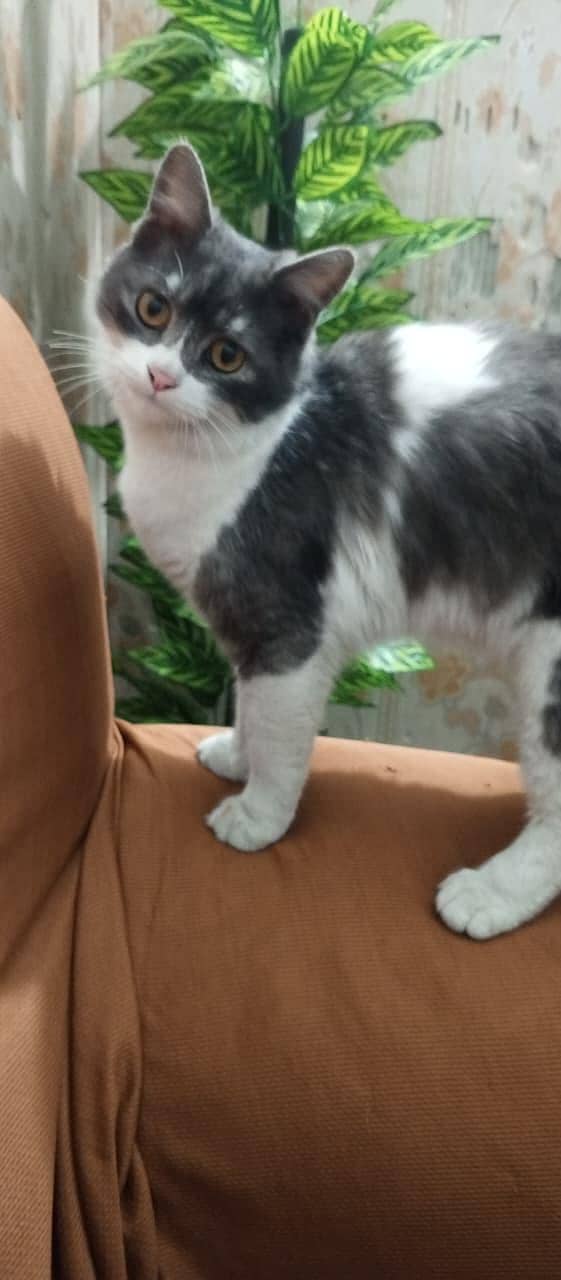 buetifull cat 0