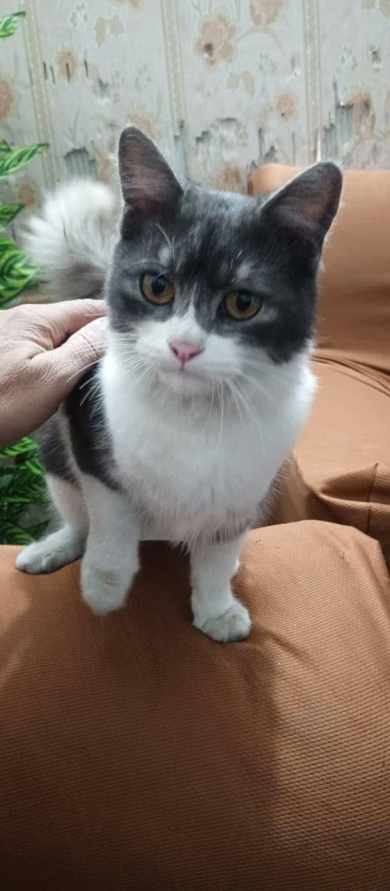 buetifull cat 1