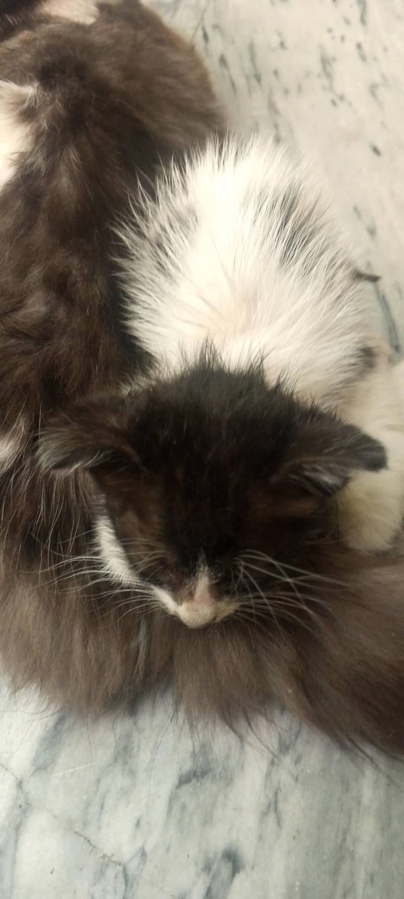 buetifull cat 2