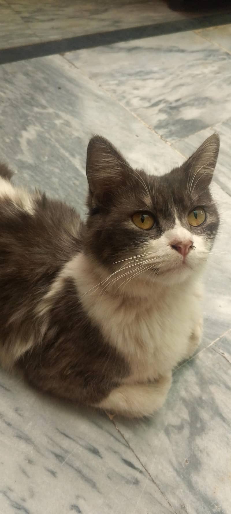 buetifull cat 3