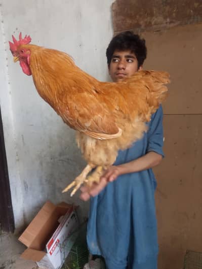 MashAllah Pure Golden |Heavy Buff| Breeder Pair And | 1 Single Male