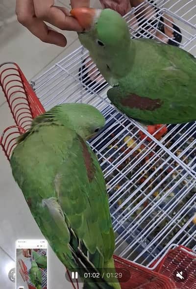 Pahari Raw Alexandrine Parakeet Kashmiri