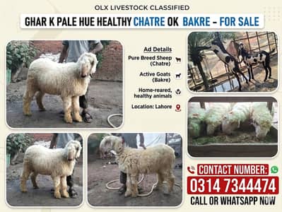 Pure mundra chatra | sheep | Goat | Qurbani 2026 |Bakra | Mundra |بکرا