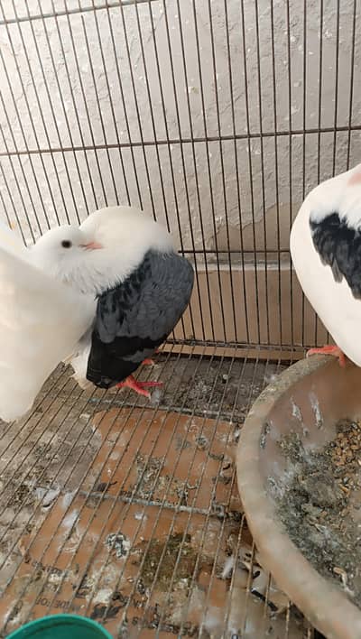 English Pouter Pigeon Pair