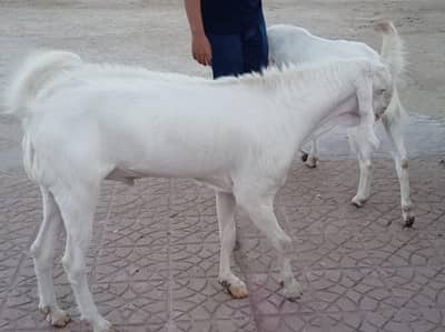 pure Rajanpuri Bakra 2 dat or gulbai Bakra khassi 4dat