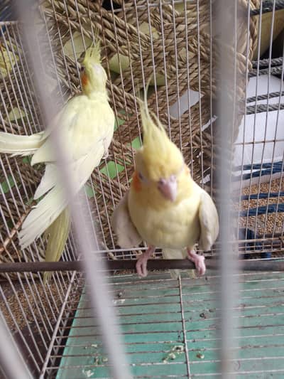 pair  parrot 