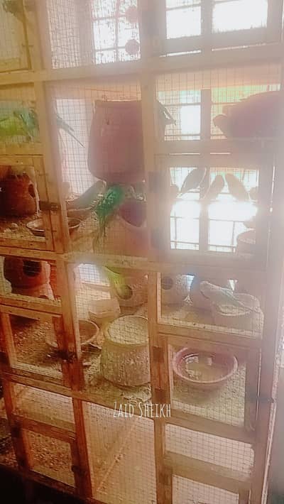 40+ Australian parrots with pairs eggs chiks khugay or bara 5 door cag
